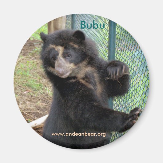 Magnet d'ours des Andes Bubu (Devant)
