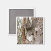 Magnet d'ours Koala (Recto/Verso)