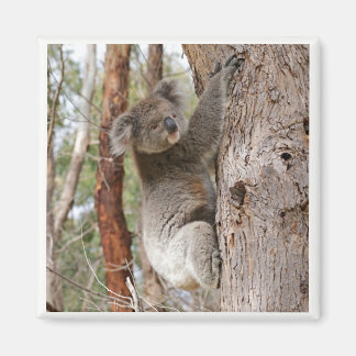 Magnet d'ours Koala