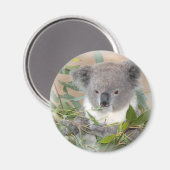 Magnet d'ours Koala (Recto/Verso)