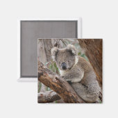 Magnet d'ours Koala (Recto/Verso)