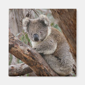 Magnet d'ours Koala (Devant)