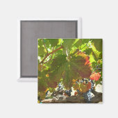 Magnet - Druivenwijn Magneet (Voorkant / Achterkant)
