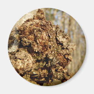 Magnet du champignon Chaga