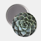 Magnet Echeveria Fabiola (Recto/Verso)