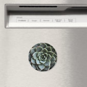 Magnet Echeveria Fabiola (In Situ (Lave-vaisselle))