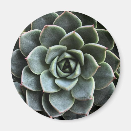 Magnet Echeveria Fabiola (Devant)