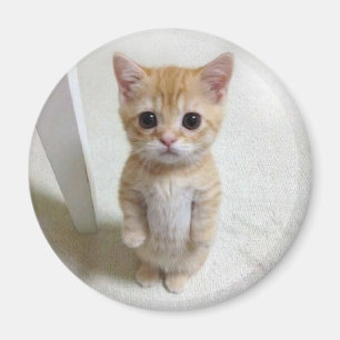 Magnet El Gato Cat Meme Magneet