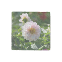 Dahlia blanc dans la photo de jardin