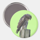 Magnet - Falcon Magneet (Voorkant / Achterkant)