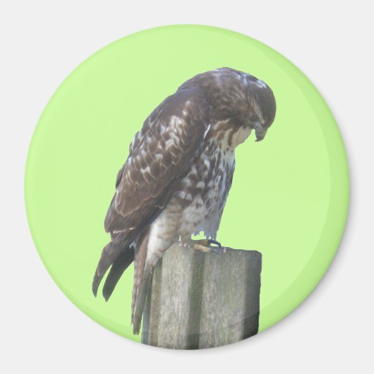 Magnet - Falcon Magneet (Voorkant)