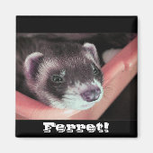 Magnet Ferret Sable (Devant)