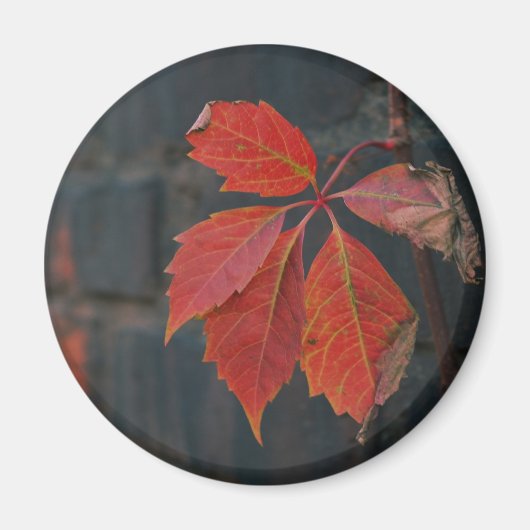 Magnet Feuille rouge (Devant)