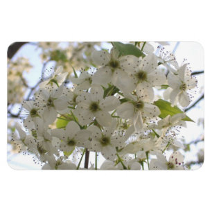 Magnet - Flexi - Fleur Bradford Pear