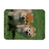 Magnet Flexible 2 Poméraniens regardent la caméra (Horizontal)