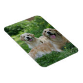 Magnet Flexible 2 Récupérateurs d'or en herbe (Côté Droit)