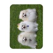 Magnet Flexible 3 Poméraniens assis (Vertical)