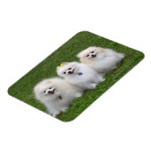 Magnet Flexible 3 Poméraniens assis (Côté Gauche)