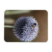 Magnet Flexible Abee sur aimant Allium (Horizontal)