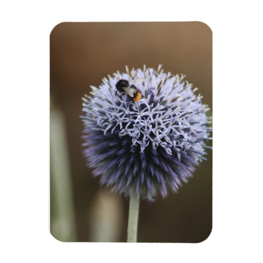 Magnet Flexible Abee sur aimant Allium (Vertical)