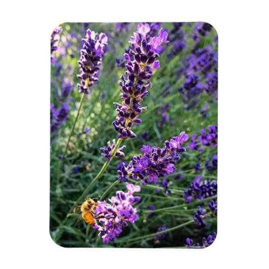 Magnet Flexible Abeille et lavande (Vertical)