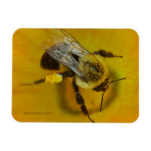 Magnet Flexible Abeille recouverte de pollen