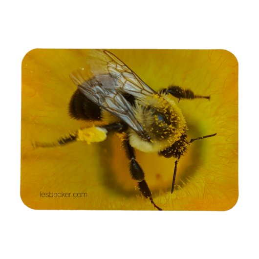 Magnet Flexible Abeille recouverte de pollen (Horizontal)