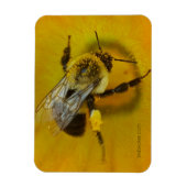 Magnet Flexible Abeille recouverte de pollen (Vertical)