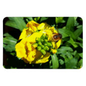 Magnet Flexible Abeille sur Fleurs Jaunes (Horizontal)