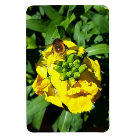 Magnet Flexible Abeille sur Fleurs Jaunes (Vertical)