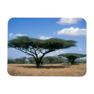 Magnet Flexible Acacia tortilis, Mkuze