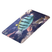Magnet Flexible Acanthurus triostegus (Côté Gauche)