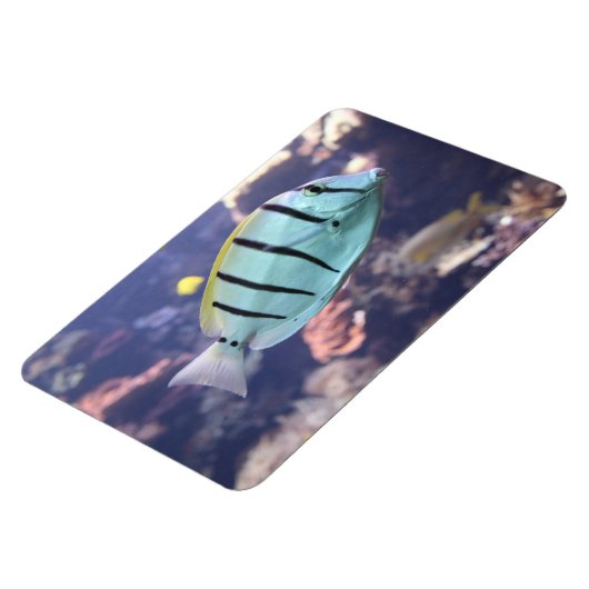 Magnet Flexible Acanthurus triostegus (Côté Gauche)