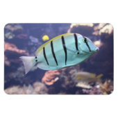 Magnet Flexible Acanthurus triostegus (Horizontal)