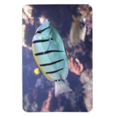 Magnet Flexible Acanthurus triostegus (Vertical)