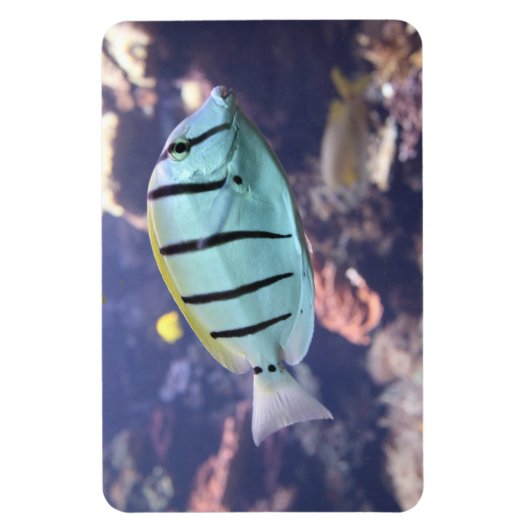Magnet Flexible Acanthurus triostegus (Vertical)