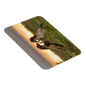 Magnet Flexible Accélération des chevaux sauvages aimant rectangul (Côté Droit)