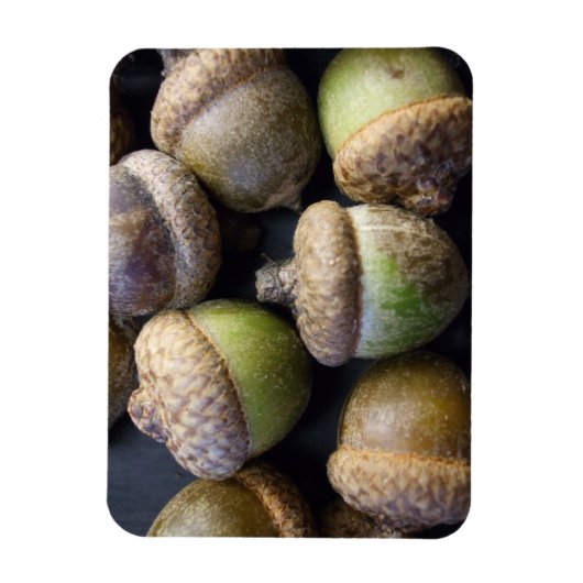 Magnet Flexible Acorns (Vertical)