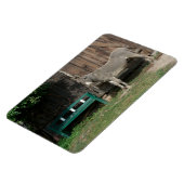 Magnet Flexible Adorable Âne À Côté Du Banc Vert Bois (Côté Gauche)