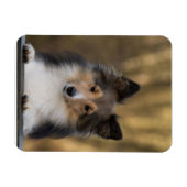 Magnet Flexible Adorable Sheltie, Shetland Sheepdog Pup (Horizontal)