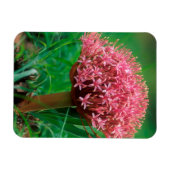 Magnet Flexible African Lily (agapanthus praecox), Mala Mala (Horizontal)