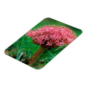 Magnet Flexible African Lily (agapanthus praecox), Mala Mala (Côté Gauche)