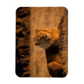 Magnet Flexible Afrique, Botswana, delta de l'Okavango. Lion (Pant (Vertical)