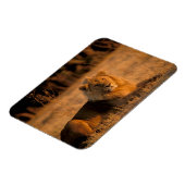 Magnet Flexible Afrique, Botswana, delta de l'Okavango. Lion (Pant (Côté Gauche)