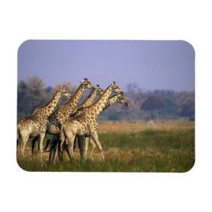 Magnet Flexible Afrique, Botswana, Réserve de gibier de Moremi