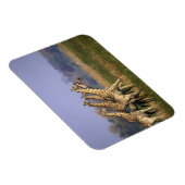 Magnet Flexible Afrique, Botswana, Réserve de jeu de Moremi (Côté Droit)