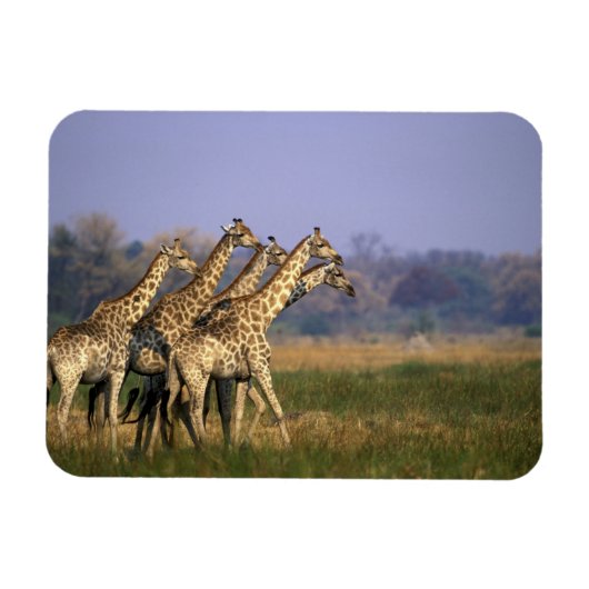 Magnet Flexible Afrique, Botswana, Réserve de jeu de Moremi (Horizontal)