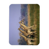 Magnet Flexible Afrique, Botswana, Réserve de jeu de Moremi (Vertical)