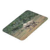 Magnet Flexible Afrique du Sud, Addo Elephant Nat'l Park. Bébé (Côté Gauche)