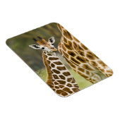 Magnet Flexible Afrique. Kenya. La Giraffe de Rothschild (Côté Droit)